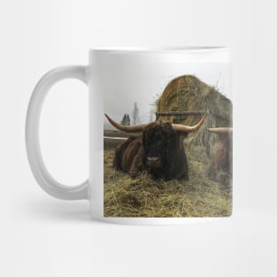 Scottish Highland Cattle Bulls 2335 Mug